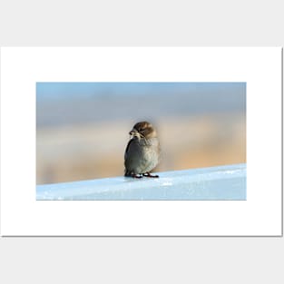 House Sparrow With Nesting Material In Its Bill Posters and Art